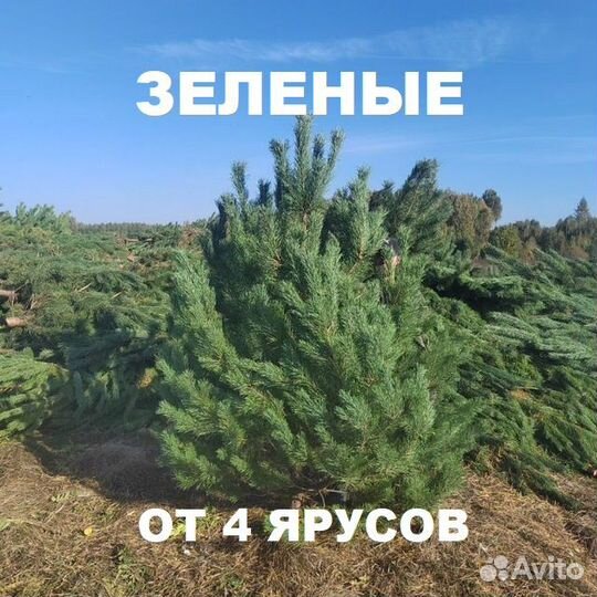 Сосны (елки) живые оптом