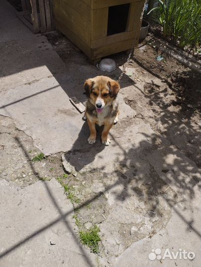 Отдам в добрые руки собачку один годик