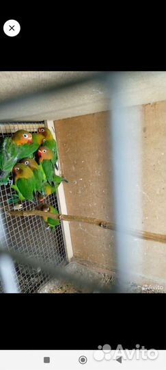 Кокарики и фишера