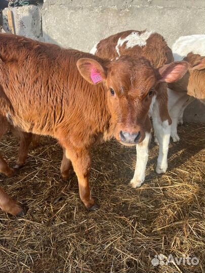 Телята бычки доставка