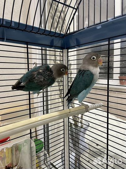 Попугай неразлучники