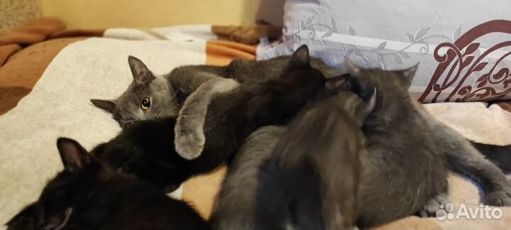 Отдам даром в хорошие руки котят