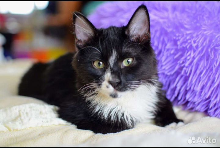 Кошки в добрые руки бесплатно