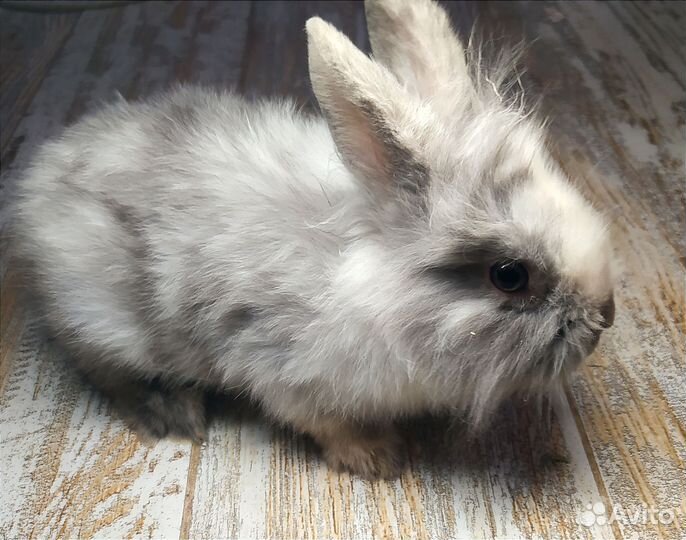 Декоративный крольчонок