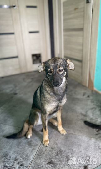 Галя молодая стерилизованная мелкая