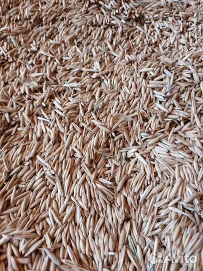 Овёс и ячмень урожай 2023 года