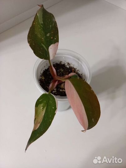 Филодендрон розовая принцесса