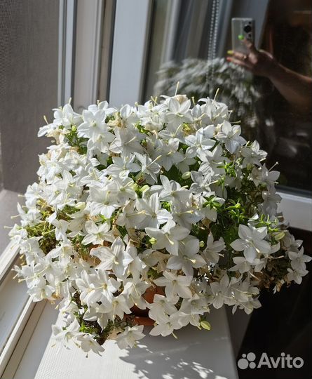 Кампанула Альба