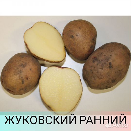 Продаем семенной картофель