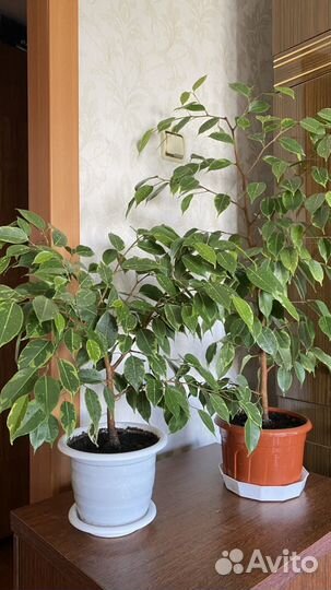 Фикус бенджамина пестролистный