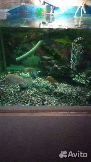 Аквариум с тумбой бу 150л