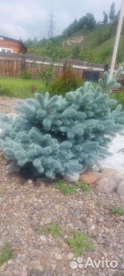 Ель глаука глобоза 70 см