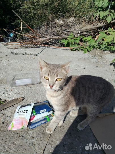 Котики бесплатно в добрые руки