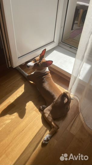 Басенджи классная девочка