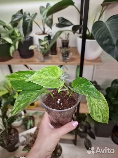 Эпипремнум Марбл Квин, Хэппи Лиф, Монстера