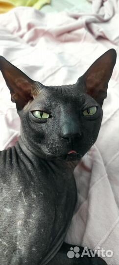 Донской сфинкс