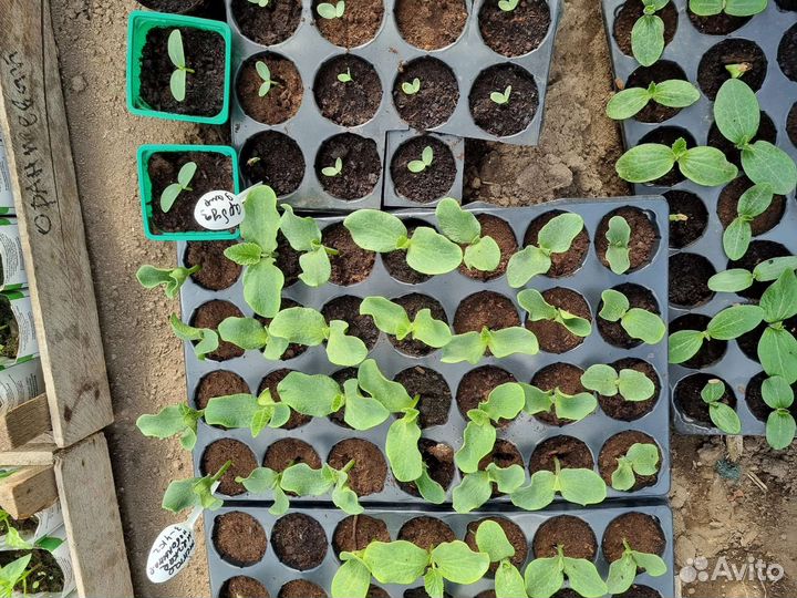 Продам рассаду