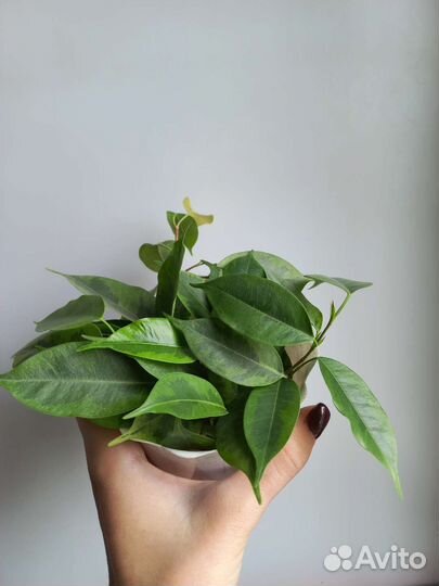 Фикус Бенджамина укоренённые расточки