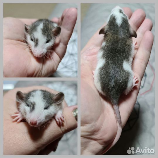Крыски дамбо хаски
