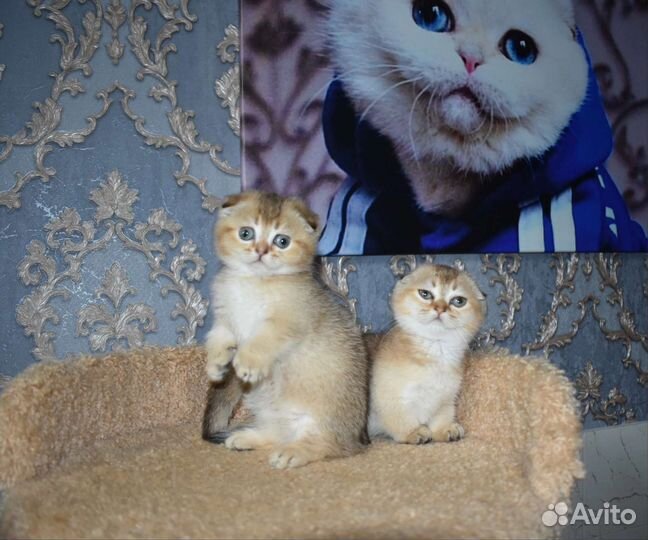 Котята манчкин килт фолд и страйт