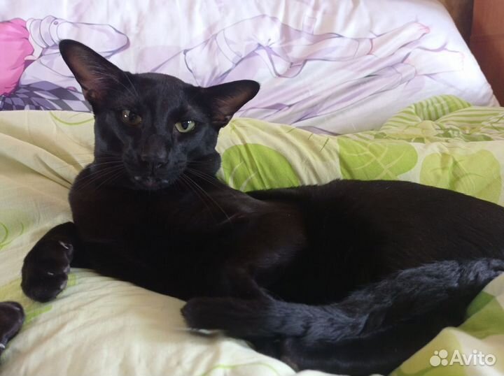 Котенок ориентал
