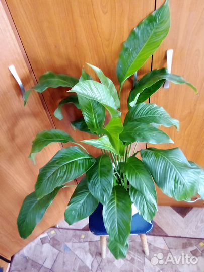 Спатифиллум