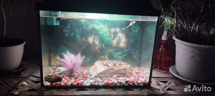 Аквариум