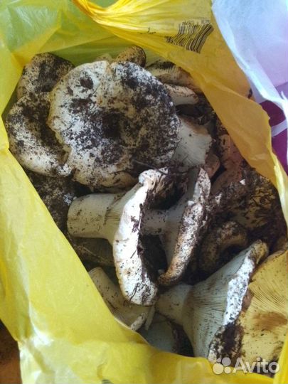 Грузди свежие