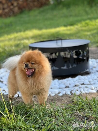 Вязка шпицов