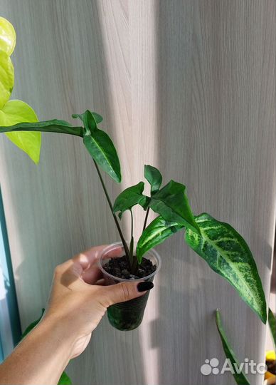 Сингониумы