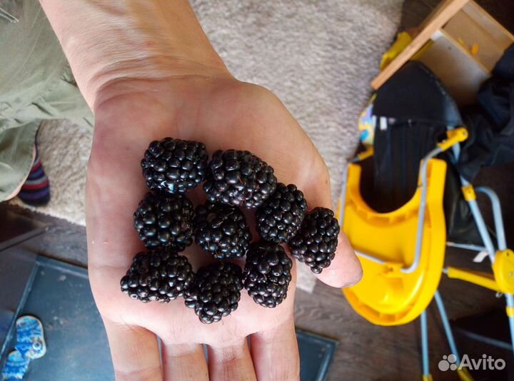 Отдам саженцы ежевики