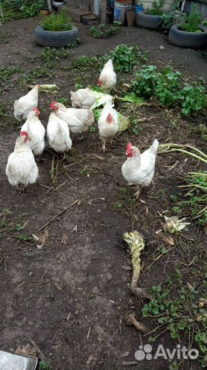 Курицы несушки Хайсекс