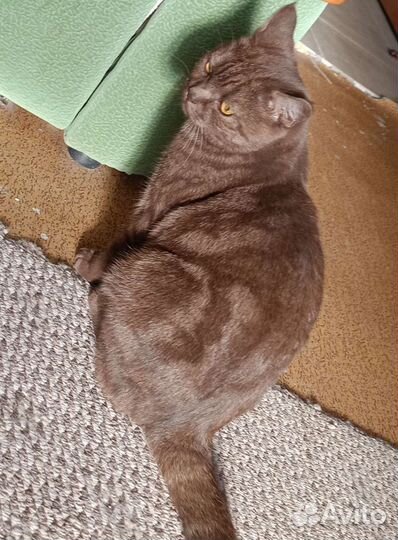Шотландский кот