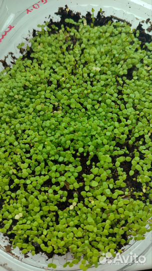 Питуния ассорти