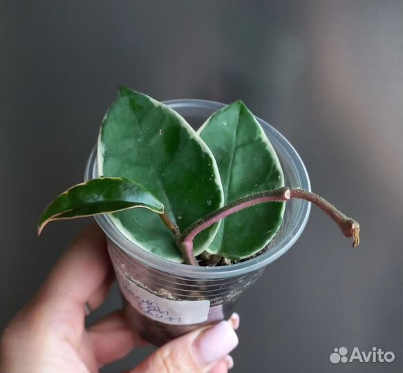 Хойя карноза кримсон квин