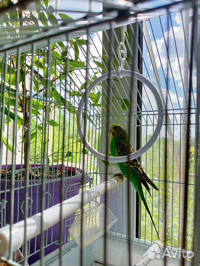 Волнистый попугай с клеткой