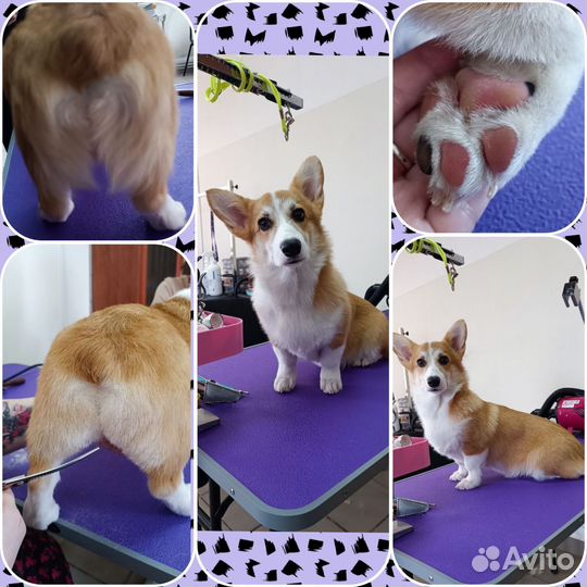 Грумер. Груминг стрижка собак и кошек