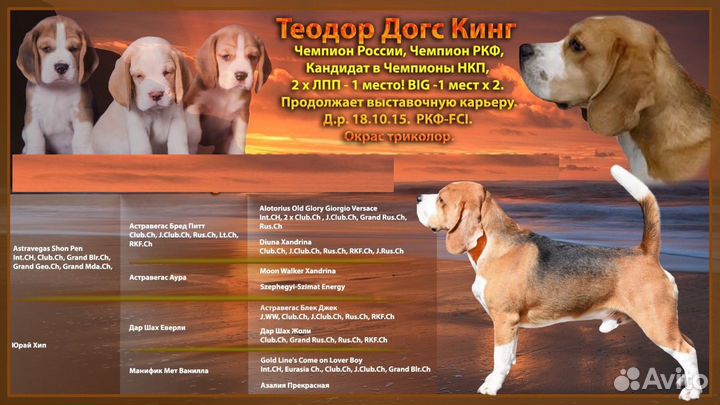 Кобель Бигль, вязка