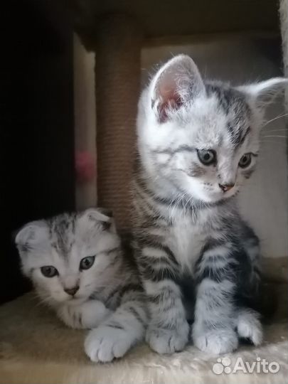 Шотландская кошка