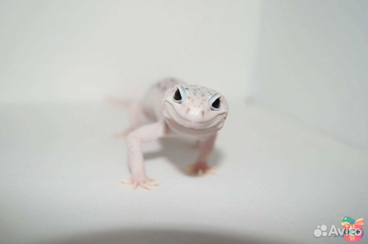 Пятнистый эублефар