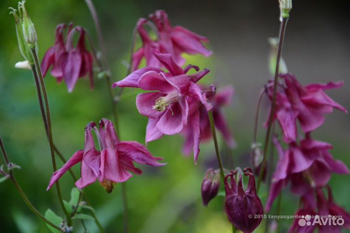 Купена, аквилегия розовая, бруннера