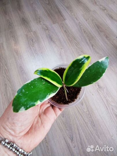 Хойя Michele,Acuta EPC 997,Minibelle