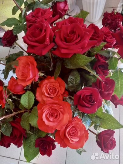 Местные розы