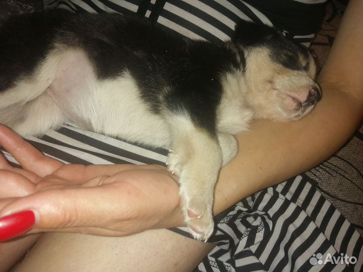 Собака в добрые руки щенок