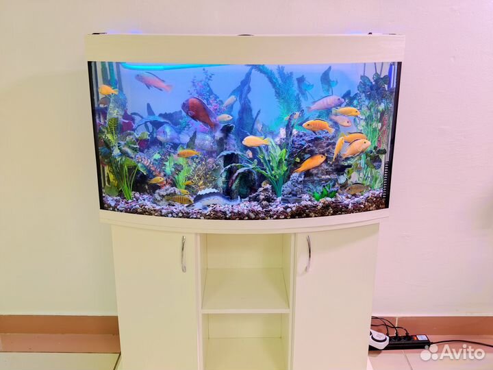 Аквариумы от 60 л и более