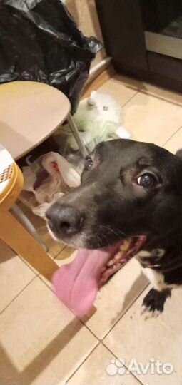 Собака Альма