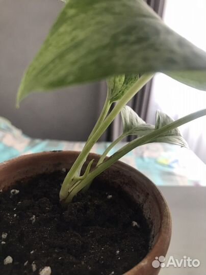 Сциндапсус марбл квин