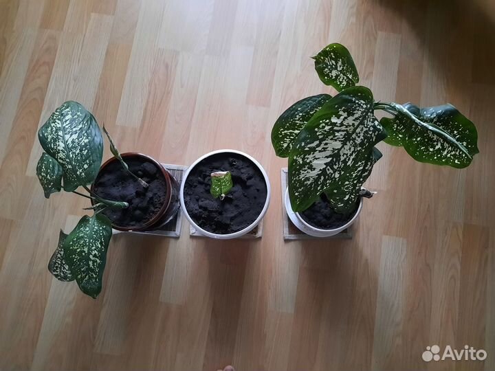 Керамических плошки с цветами