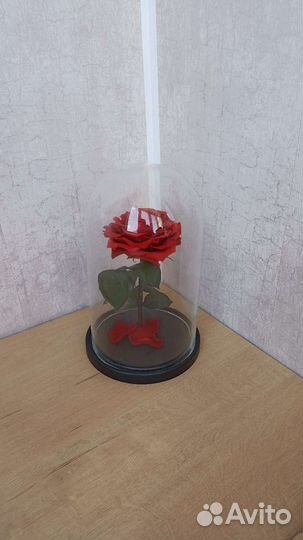 Розы в колбе живые