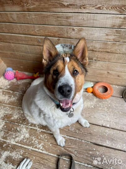 Эта сладкая булочка ищет своего хозяина